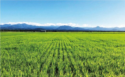 【令和7年10月以降発送】【令和7年度産】【九州米・食味コンクール3年連続入賞！】こだわりの さがびより 20kg（玄米）【白浜農産】お米 [IBL004]