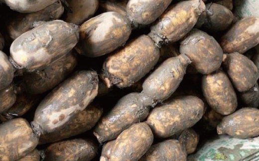 【年内発送】産地直送！白石れんこん（泥付き）4kg【有限会社白石開発】佐賀県産 れんこん レンコン 蓮根 泥付きれんこん 白石れんこん 九州 佐賀県 白石町 [IBN002]