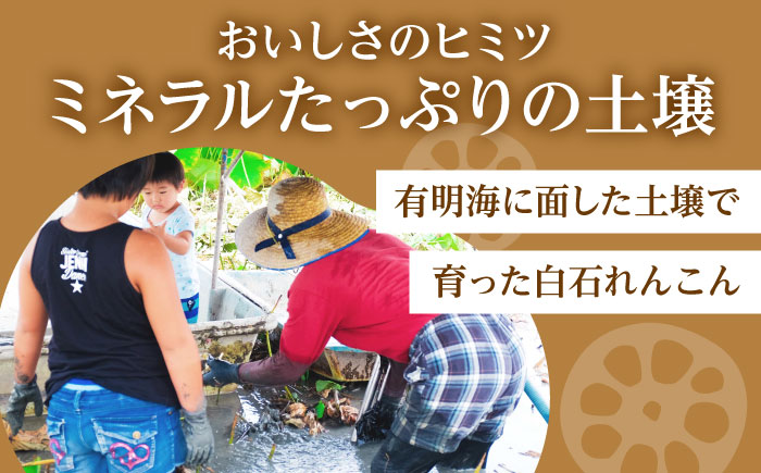 【お手軽調理！】白石町産 水煮れんこん 計1kg（真空パック）【有限会社白石開発】蓮根 れんこん レンコン [IBN005]