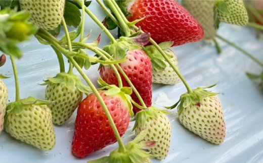 【先行予約】【全4回定期便】特別栽培いちご2品種食べ比べ（さがほのか・いちごさん） 【井崎農園】イチゴ [IBP002]