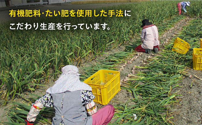 【農家直送！】こだわり にんにく 大小サイズいろいろ 約1.3kg【一ノ瀬農園】ニンニク ガーリック スパイス [IBQ001]