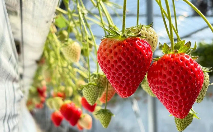 【R8年2月以降発送】いちごさん 240g×2パック 【8/12ICHIGOFARM】 [IBR002]