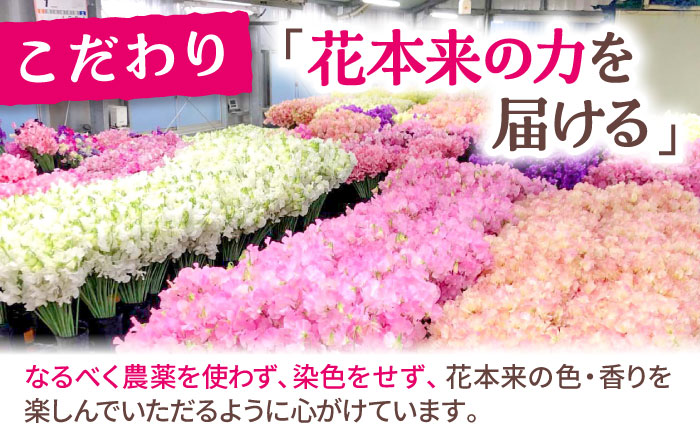 【R7年度12月以降発送】【生産農家直送！】スイートピー 花束 50本（ホワイト）【木下農園】生花 [IBW003]