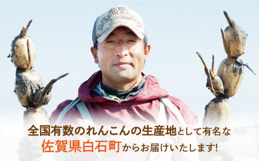 【年内発送】洗いれんこん 真空パック入り 300g×6袋（計1.8kg）【有限会社マルハ園芸】レンコン 蓮根 野菜 根菜 [ICC003]