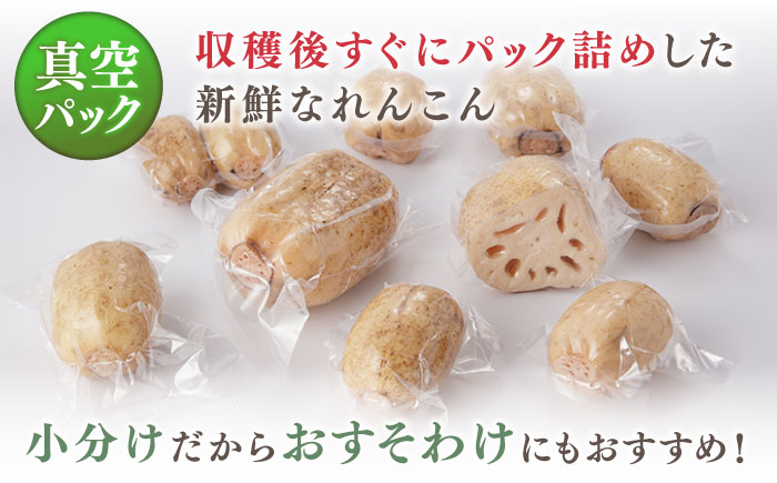 【R8年1月以降発送】【真空パック】リピーター続々！ 洗いれんこん 約2kg（8-15袋入り）【和泉農園】 蓮根 [ICE001]