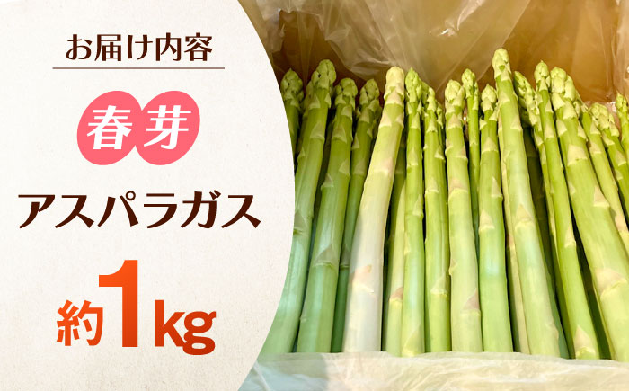 甘くやわらか！こだわり 春芽 アスパラガス 約1kg【ふぁふぁふぁーむ】アスパラ [ICS001]