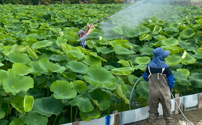 【年内発送】土壌からこだわった白石町産洗いれんこん約2kg【野中農園】佐賀県産 農家直送 直送 白石れんこん レンコン 蓮根 根菜 野菜 白石町産 高品質 九州 佐賀県 白石町 [IDC005]