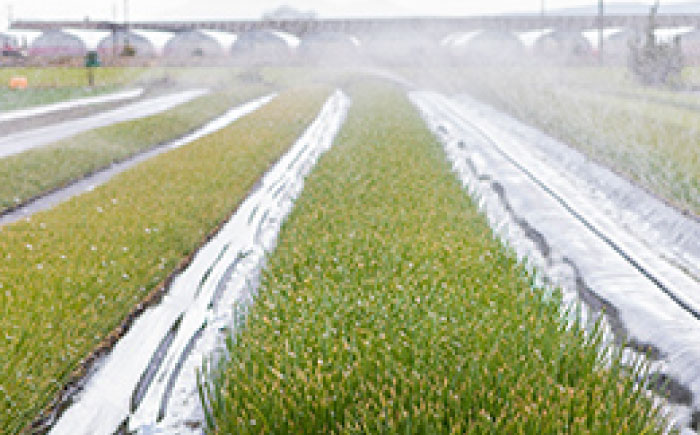 玉ねぎ 10kg 【片渕農園】 [IDG002]