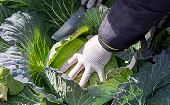 キャベツ 10kg（6-8玉） 【片渕農園】 [IDG005]