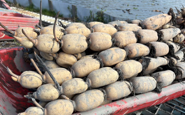【年内発送】泥付きれんこん 約3kg 【勝農園】[IDK002]