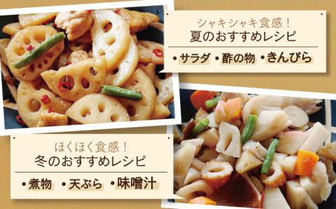 【年内発送】レンコンの名産地！白石町産 泥付き れんこん（3kg） /レンコン 蓮根 佐賀県産 野菜 根菜 高品質 [IZZ011]