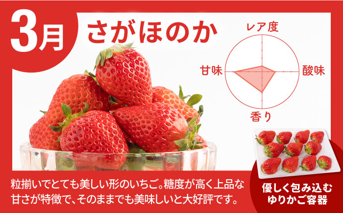 【R8年3月以降発送】【全4回定期便】産地直送！白石町産 いちごと牛肉の定期便 [IZZ019]