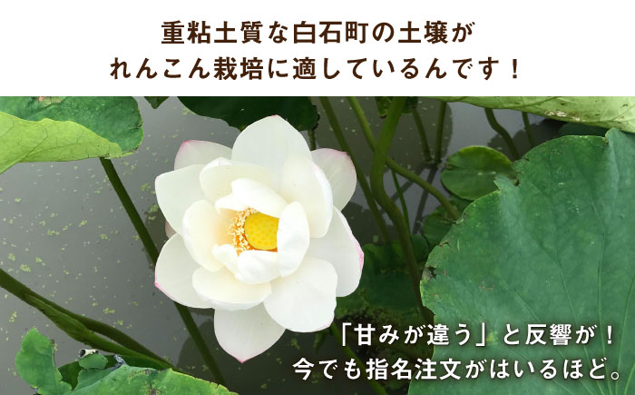 【年内発送】【節切り】（洗い）希少な オーガニック 福富 れんこん 1.5kg【中島農園】 佐賀県産 農家直送 直送 白石れんこん レンコン 蓮根 根菜 洗いれんこん 野菜 有機JAS 新鮮 白石町産 高品質 九州 佐賀県 白石町 [IBC003]