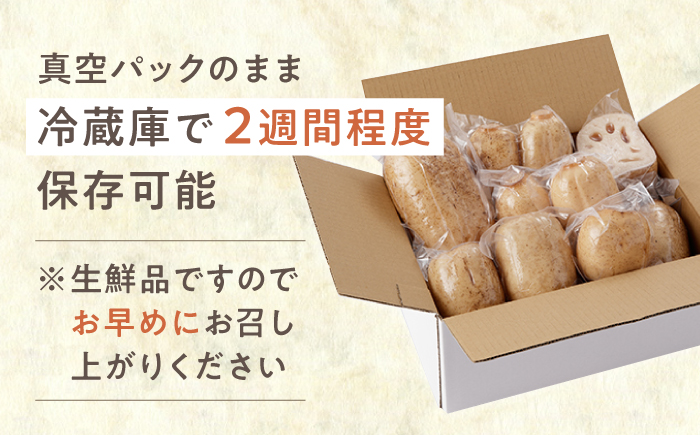 【真空パック】リピーター続々！ 洗いれんこん 約1.5kg【和泉農園】 蓮根 [ICE002]