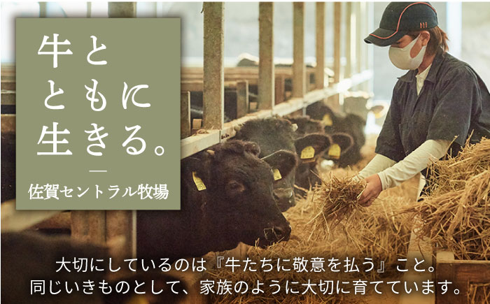 【牧場直送】【全8回定期便】佐賀牛 お一人様向け 【有限会社佐賀セントラル牧場】お肉 [IAH175]