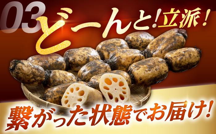 【2026年1月以降発送】白石町産 泥付きれんこん （4kg） 【佐賀県農業協同組合】レンコン 蓮根 野菜 根菜 佐賀県産 九州 佐賀県 白石町 [IAK015]