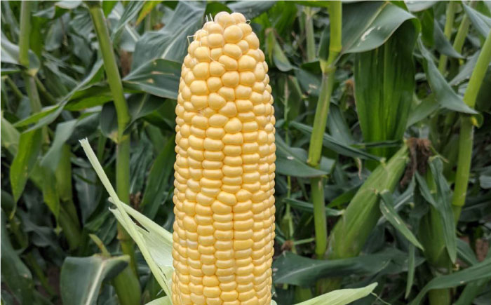 【先行予約】【全3回】農家直送！玉ねぎとスイートコーンの定期便【玉葱農家 陣内ちひろ】玉葱 玉ねぎ たまねぎ 新玉ねぎ 新玉葱 晩生 とうもろこし コーン [IAO015]