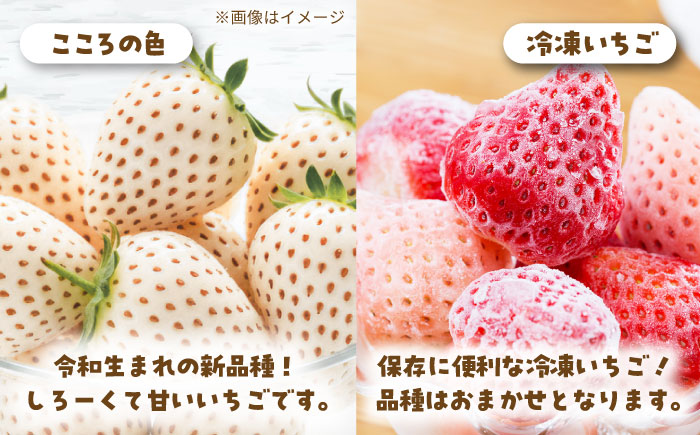 【R8年1月以降発送】【4回定期便】岸川農園の自慢の赤白いちご（淡雪・さがほのか・こころの色・冷凍いちご） 【岸川農園】 [IAP046]