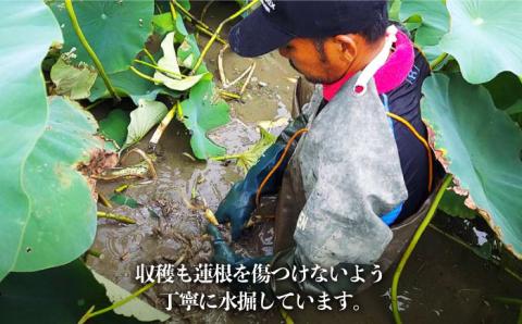 【年内発送】【農家直送！】洗いれんこん 3kg～山口さんちの贈り物～【y'scompany】佐賀県産 人気 高評価 九州 佐賀県 白石町 [IAS004]