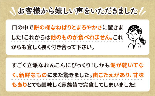【R8年1月以降発送】ギフトにも！ 極上れんこん 約2kg 化粧箱（黒）【黒木農園】泥付き [IAU002]