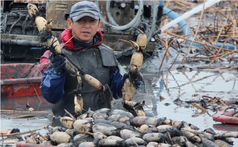 【年末発送】【先行予約】 れんこん（泥付き） 3kg【田島屋れんこん】/農家直送 レンコン 蓮根 佐賀県産 白石町産 野菜 根菜 高品質 九州 佐賀県 白石町 [IAV003]