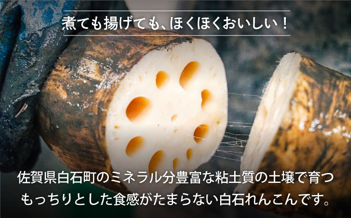【年末発送】【先行予約】 れんこん（泥付き） 2kg 【れんこんの家やました】/農家直送 レンコン 蓮根 佐賀県産 白石町産 野菜 根菜 高品質 九州 佐賀県 白石町 [IAW004]
