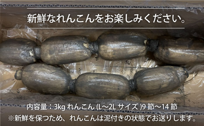 【年内発送】【農家直送！】 れんこん（泥付き） 3kg 【れんこんの家やました】/レンコン 蓮根 佐賀県産 白石町産 野菜 根菜 高品質 九州 佐賀県 白石町 [IAW006]