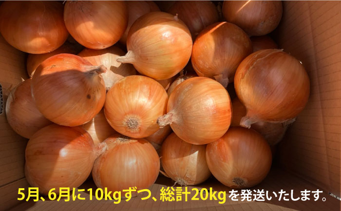 【全2回定期便】5月6月発送 こだわり 白石 玉ねぎ 10kg【れんこんの家やました】玉葱 [IAW007]