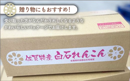 【年内発送】やみつきになる甘さ！ 松尾青果のこだわり白石れんこん 約3kg【松尾青果】泥付き [IBD001]