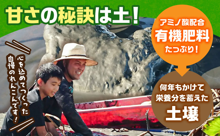 【年内発送】【金賞受賞】洗いれんこん　計1kg（4-8個） 【松尾青果】 [IBD020]