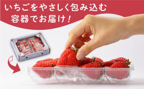 【先行予約】甘い香り広がる！ かおり野 240g×2パック 【StrawberryFarm-K】いちご [IBJ003]