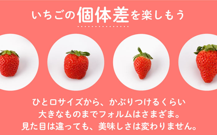 【先行予約】上品な香りの「かおり野」240g×4パック 【StrawberryFarm-K】 いちご [IBJ012]