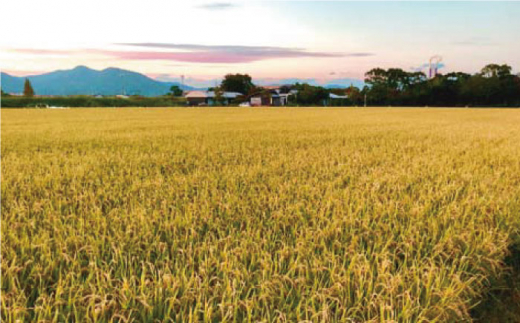 【令和7年10月以降発送】【令和7年度産】【九州米・食味コンクール3年連続入賞！】こだわりの さがびより 20kg（玄米）【白浜農産】お米 [IBL004]