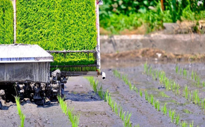 【R7年度産】夢しずく（白米） 20kg 【白浜農産】 米 20kg 特A 特A評価  精米  佐賀県産 国産米 コメ こめ お米 白米 ブランド米 精白米 おにぎり ゆめしずく 夢しずく 九州 佐賀県 白石町 人気 おすすめ[IBL021]