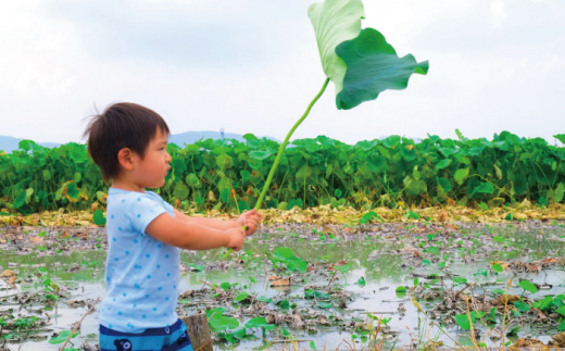 【年内発送】産地直送！白石れんこん（泥付き）2kg【有限会社白石開発】 [IBN001]