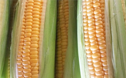 【先行予約】【全5回定期便】特別栽培いちごとスイートコーン 【井崎農園】イチゴ [IBP001]