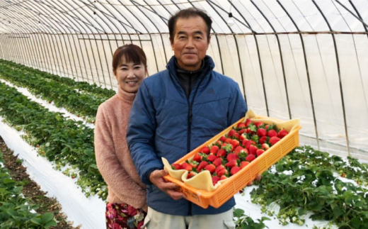 【先行予約】【全4回定期便】特別栽培いちご2品種食べ比べ（さがほのか・いちごさん） 【井崎農園】イチゴ [IBP002]