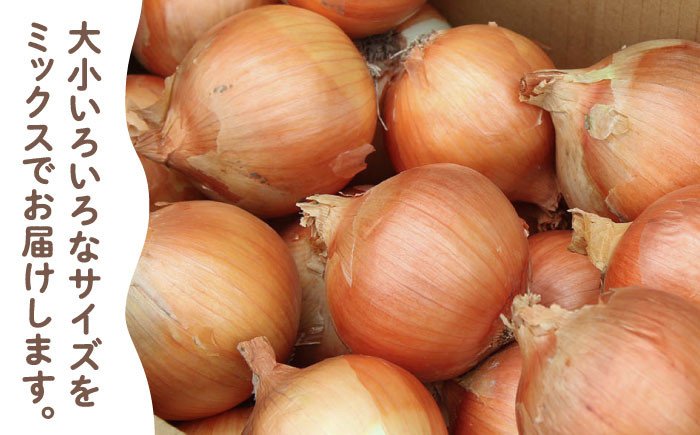 【農家直送！】こだわり 晩生玉ねぎ 約10kg【一ノ瀬農園】たまねぎ 玉葱 [IBQ009]