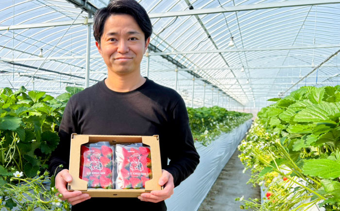 【R8年2月以降発送】ギフトにもおすすめ！化粧箱入り いちごさん 500ｇ以上 【8/12ICHIGOFARM】[IBR003]