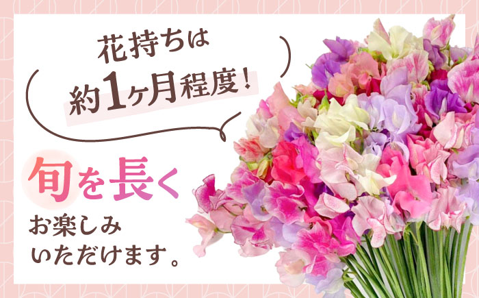 【R7年度12月以降発送】【生産農家直送！】スイートピー 花束 50本（ミックス）【木下農園】生花 [IBW001]