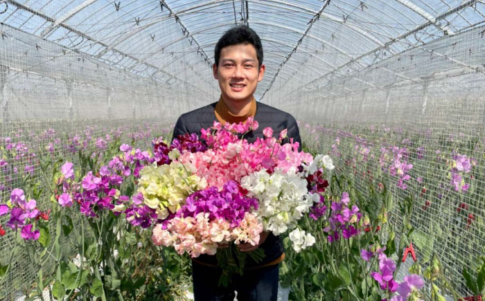 【R8年1月以降発送】 【生産農家直送！】【3回定期便】スイートピー 花束 50本（ミックス）【木下農園】生花 [IBW006]