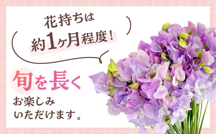 【R7年度12月以降発送】 【生産農家直送！】スイートピー 花束 50本（紫）【木下農園】 [IBW008]