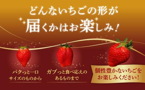 【R8年1月以降発送】【際立つ甘さ！】幻のいちご『咲姫』 2パック（計450g以上）【中村いちご農園】イチゴ [ICB001]