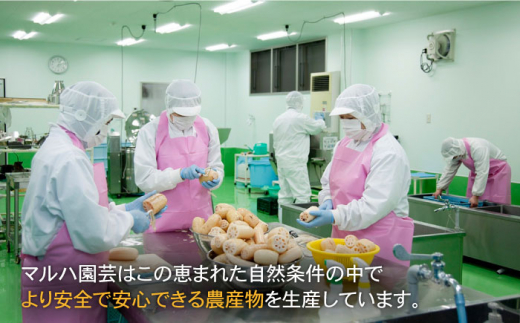 【ギフトにもおすすめ！】れんこんチップス 5袋入り（プレーン味×3袋/石垣の塩味×2袋）【有限会社マルハ園芸】蓮根 [ICC005]