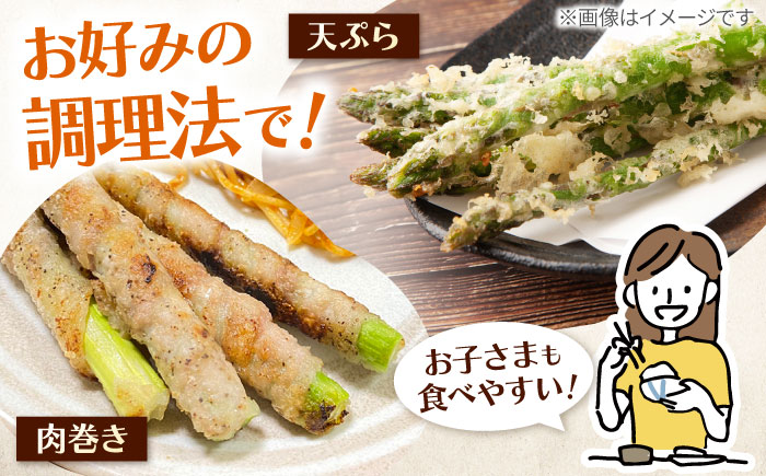 甘くやわらか！こだわり 春芽 アスパラガス 約1kg【ふぁふぁふぁーむ】アスパラ [ICS001]