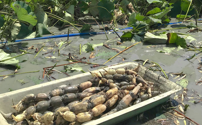 【年内発送】土壌からこだわった白石町産洗いれんこん約2kg【野中農園】佐賀県産 農家直送 直送 白石れんこん レンコン 蓮根 根菜 野菜 白石町産 高品質 九州 佐賀県 白石町 [IDC005]
