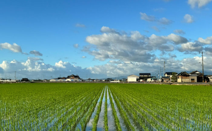 【令和7年産】 さがびより 計10kg（5kg×2袋）【ちわたのふぁーむ】お米 [IDE002]