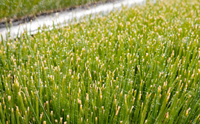 新玉ねぎ 10kg 【片渕農園】 [IDG001]