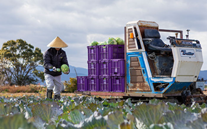 キャベツ 10kg（6-8玉） 【片渕農園】 [IDG005]