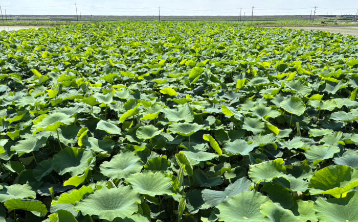 【年内発送】泥付きれんこん 約3kg 【勝農園】[IDK002]